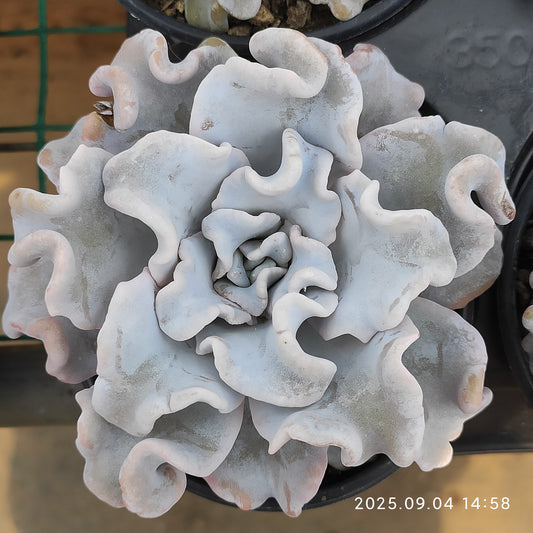 MMY1097 クリスペートビューティ（9cm pot）