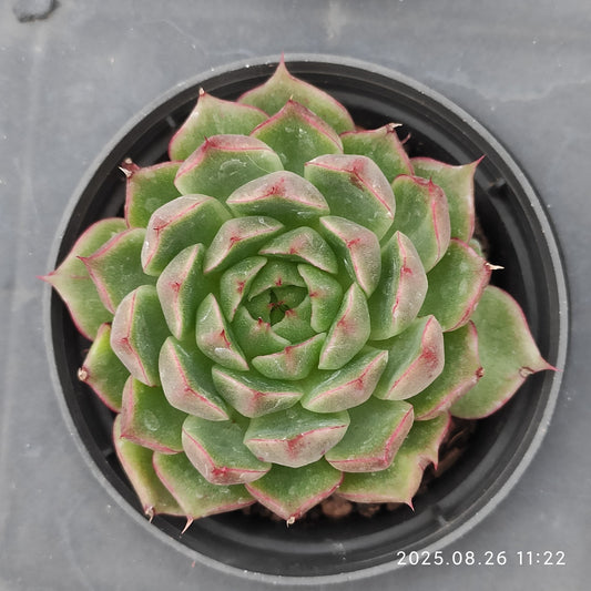 XY243 グリーンペッパー x アガボイデス（7cm pot）