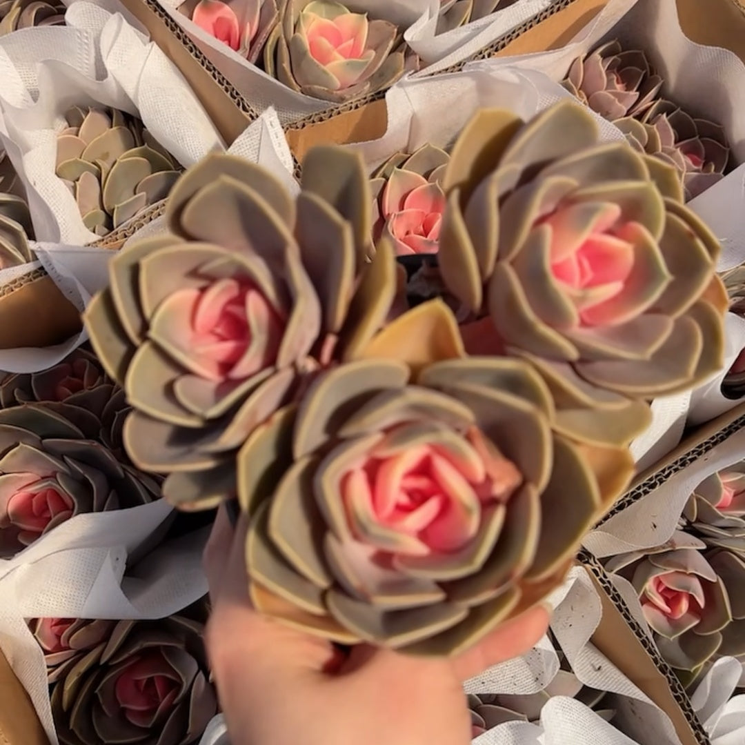 25297 ペルレ フォン ニュルンベルク薬錦