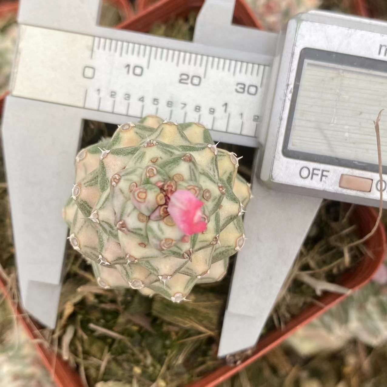 ZL419 モナデ二ウム・ニャンベンセ錦（9cm pot）