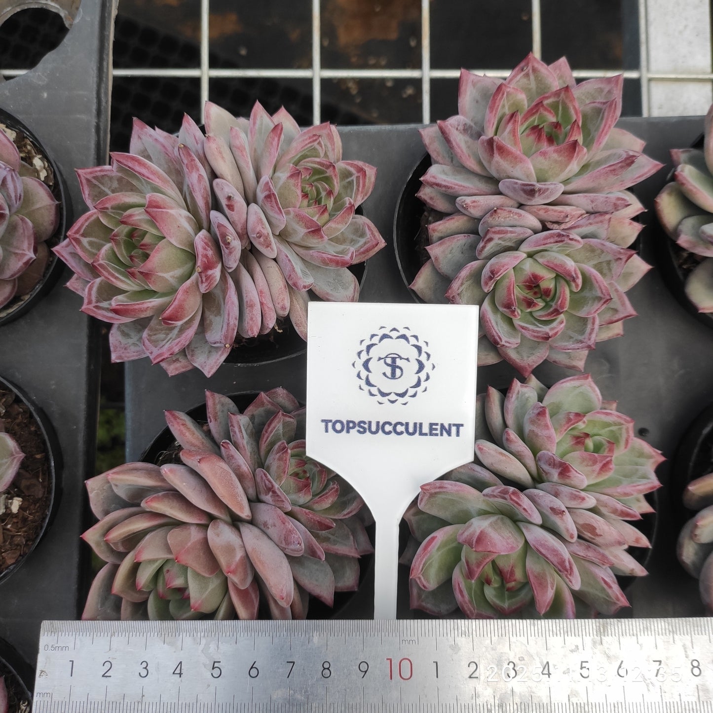 22456  デアデビル（9cm pot）