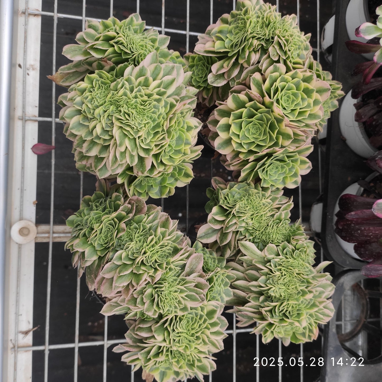 ON580 ゴールド　ジェード 綴化（15cm pot）