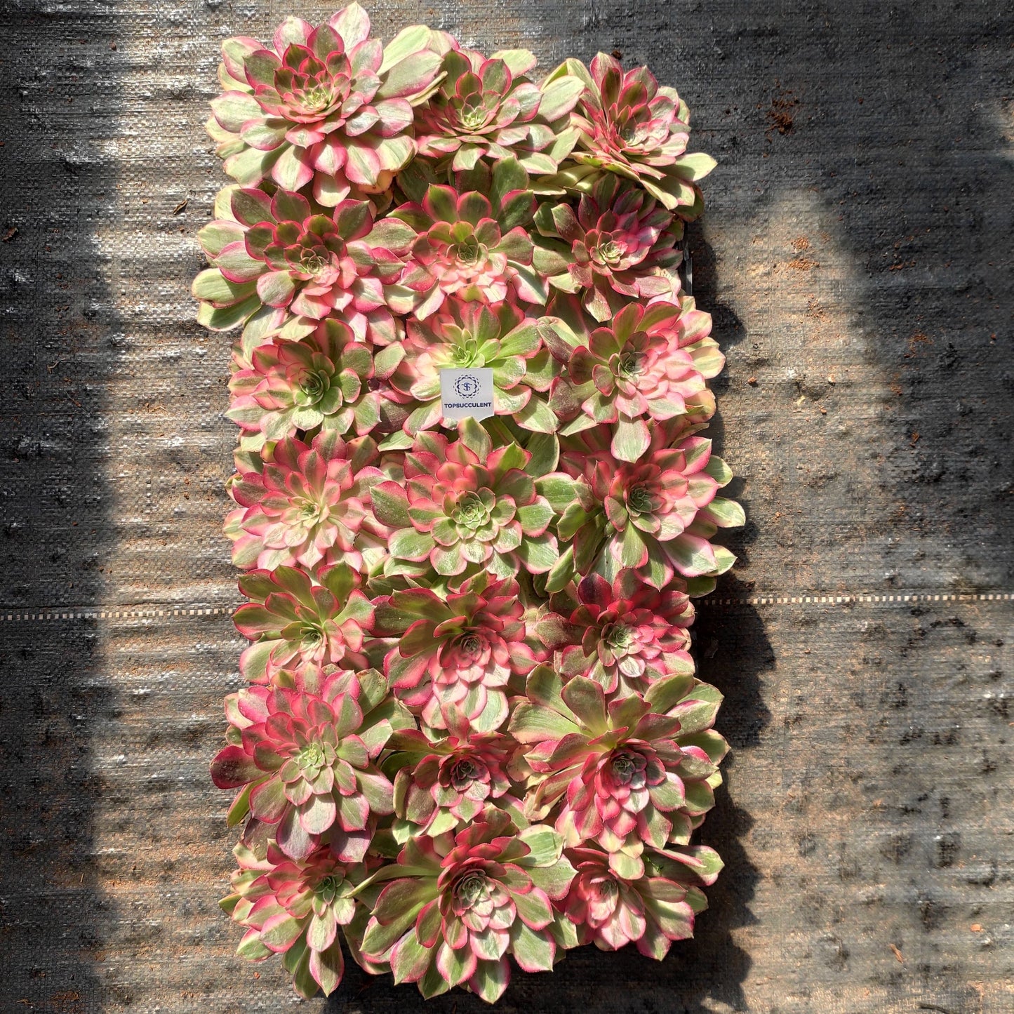 24612 レッド　キャット