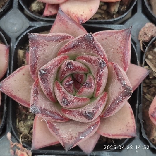 MMY388 ロメオ(6.3cm pot)