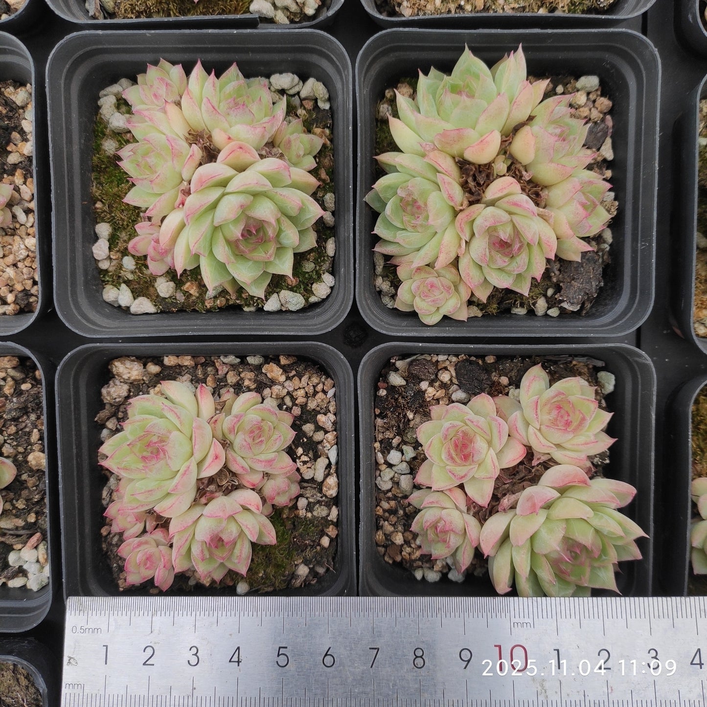 22266 レッドクィーン（7cm pot）