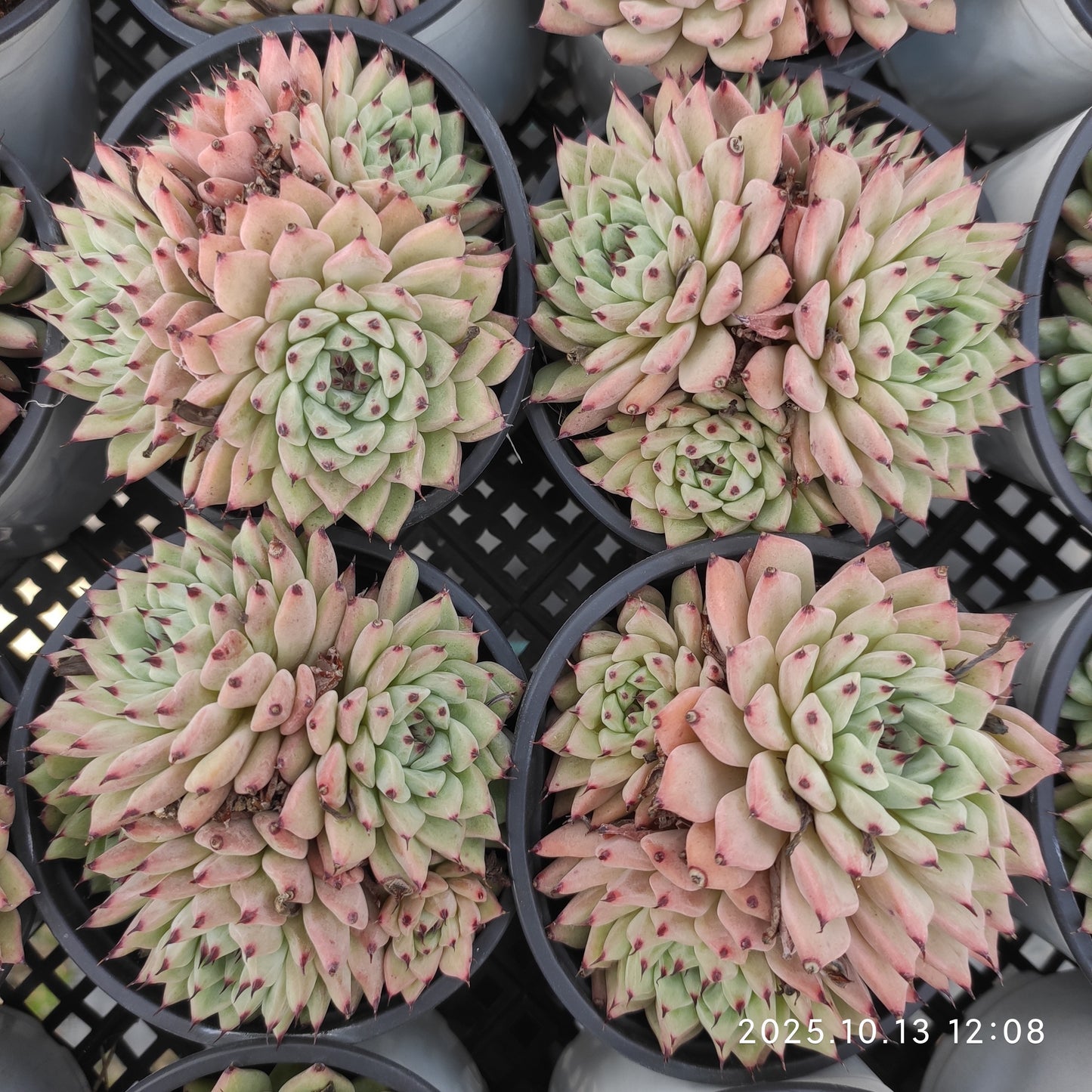 21647 オリジナルザラゴーサ（9cm pot）