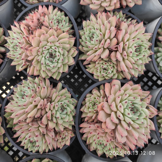 21647 オリジナルザラゴーサ（9cm pot）