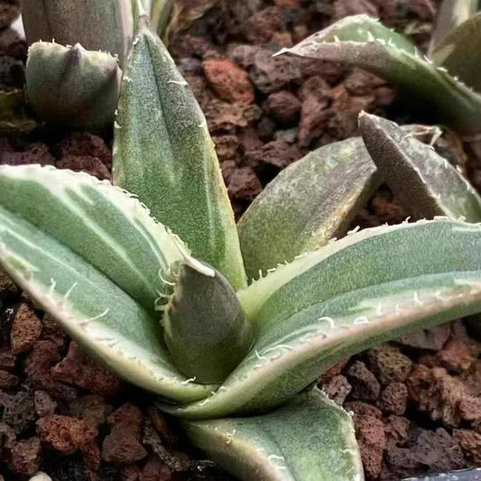 MH301 アガベ　チタノタ　立可白錦（7cm pot）