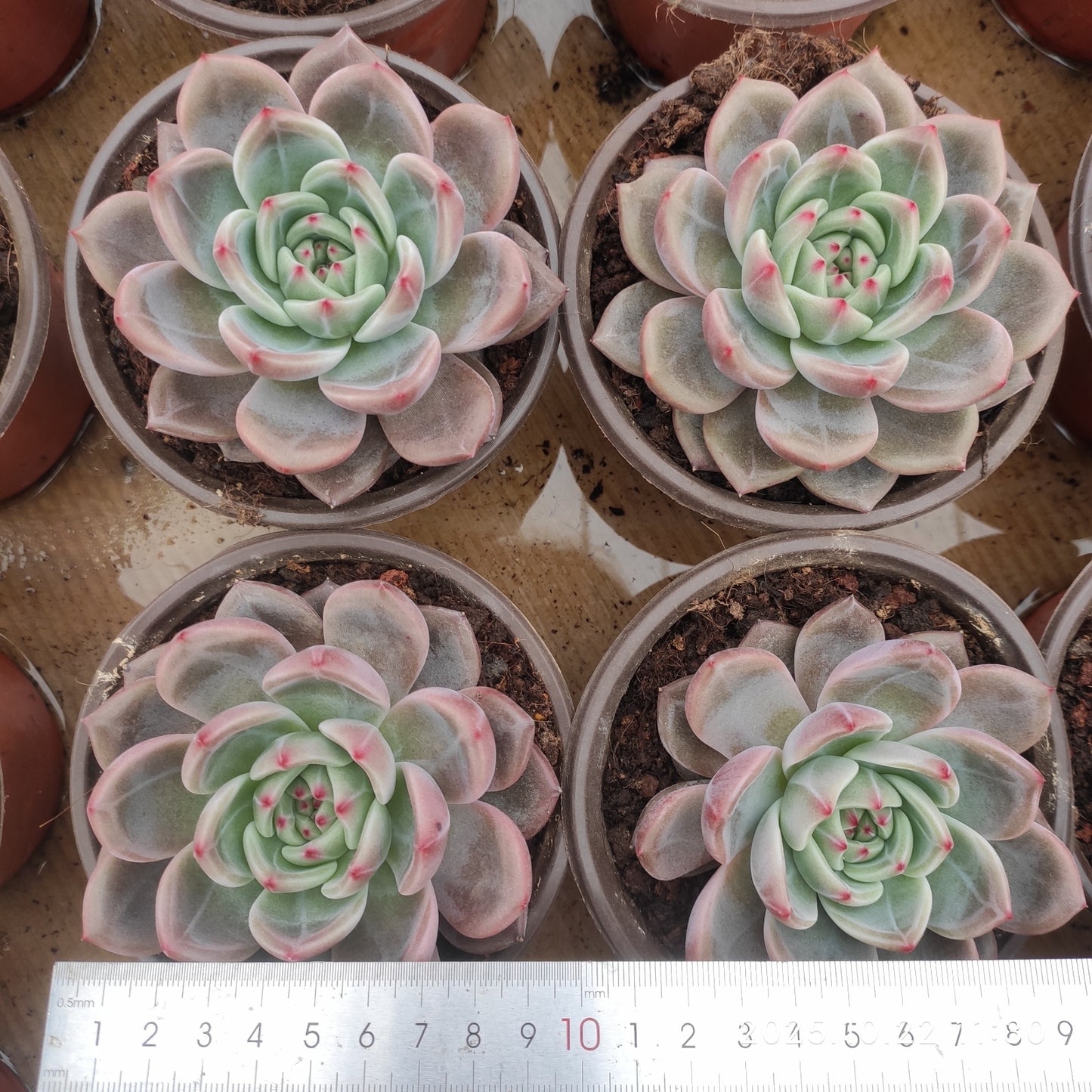 THH109 モンロー x シャンペーン（12cm pot）