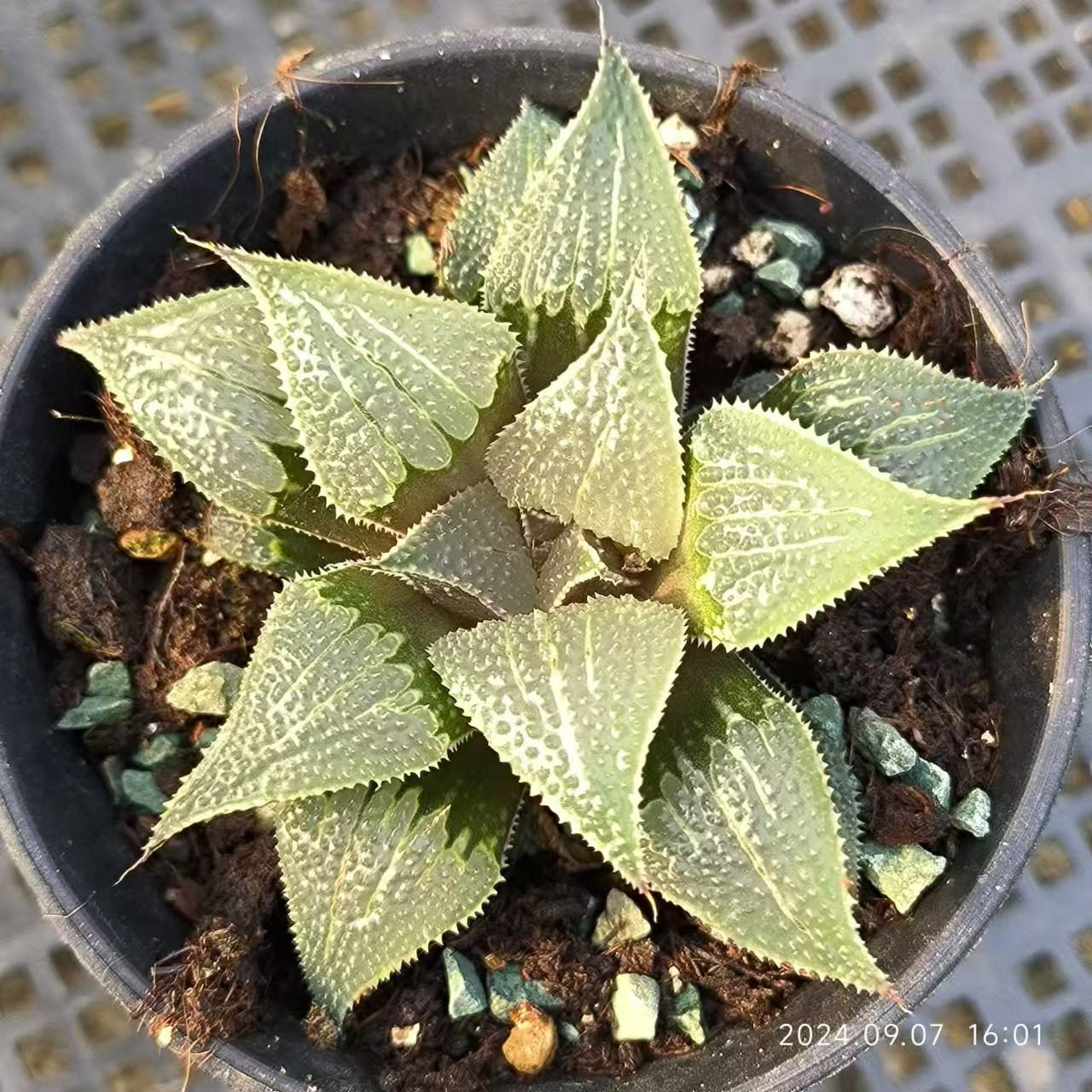 1424 アルミスター