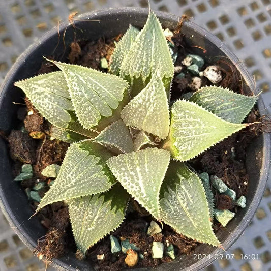 1424 アルミスター