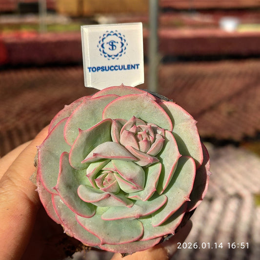 18043 クラウディア