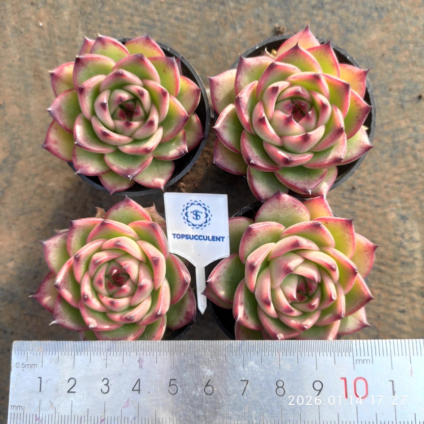 4513 ムーンストーン