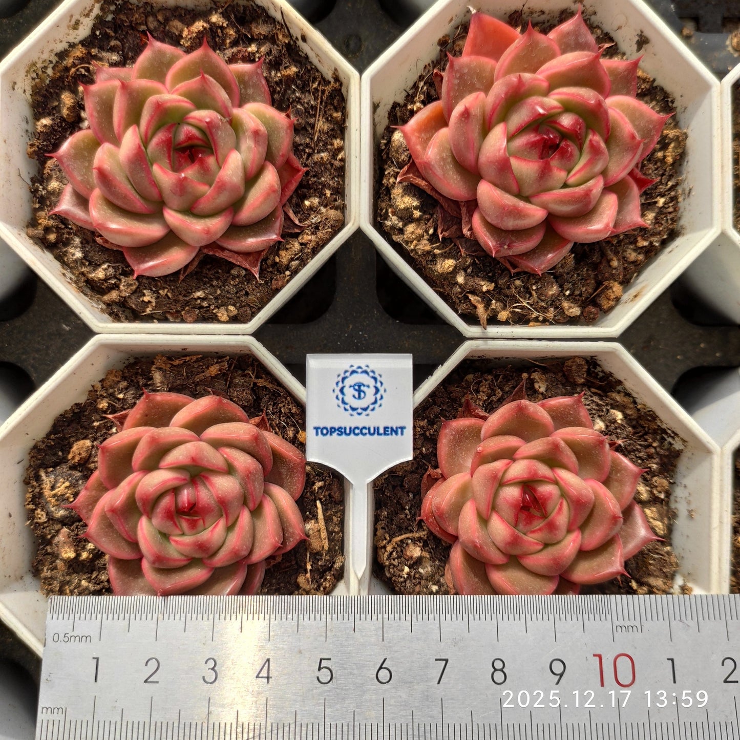 16433 レッド　グロー