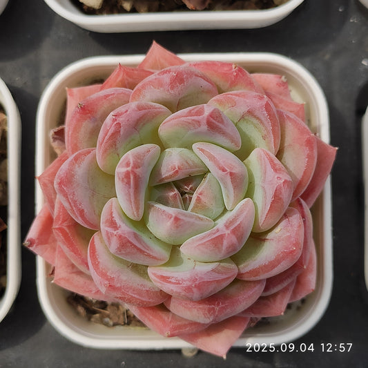 MMY1221 ソビニョン　ブランク（5.5cm pot）