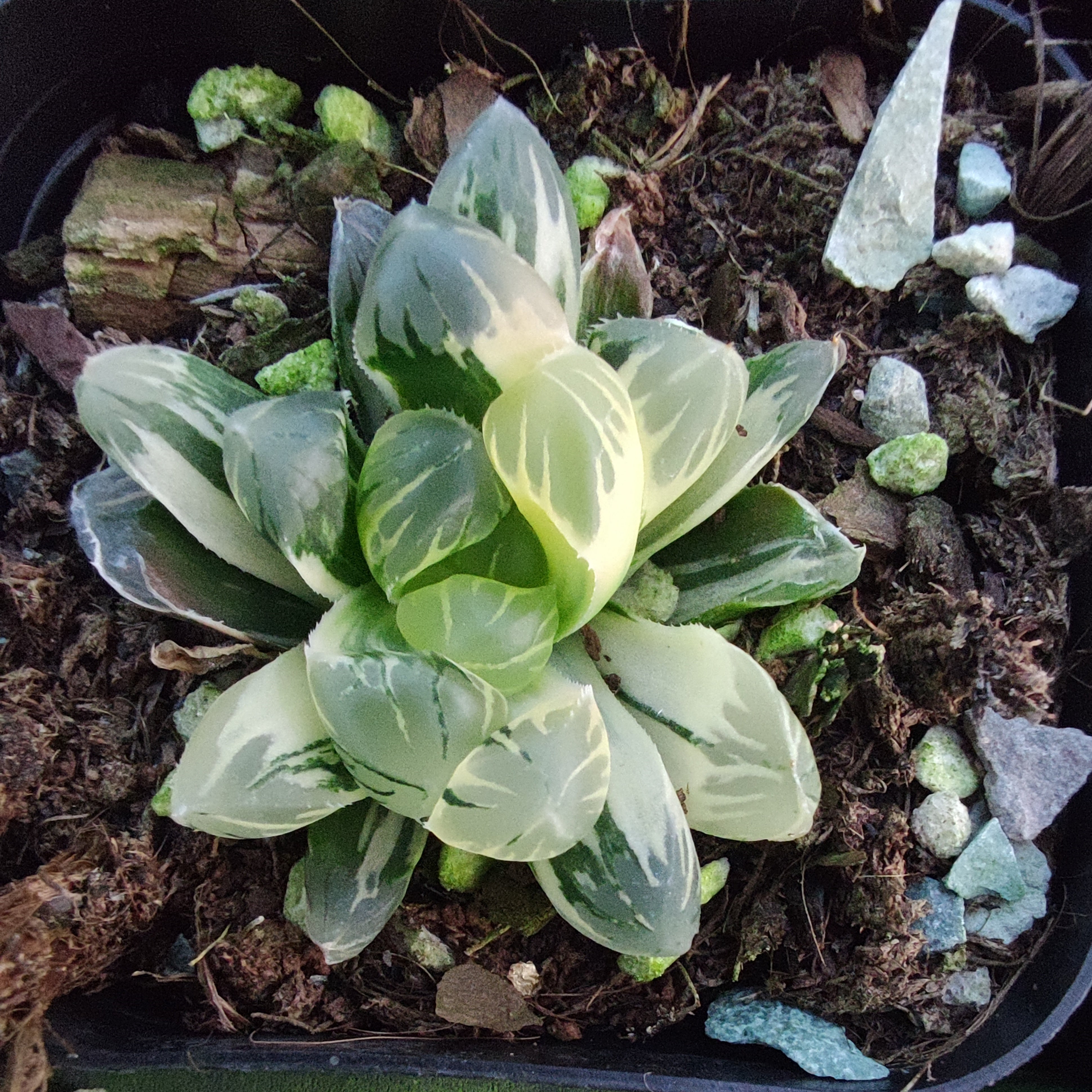 ハオルチア 普通苗 – Top Succulent®