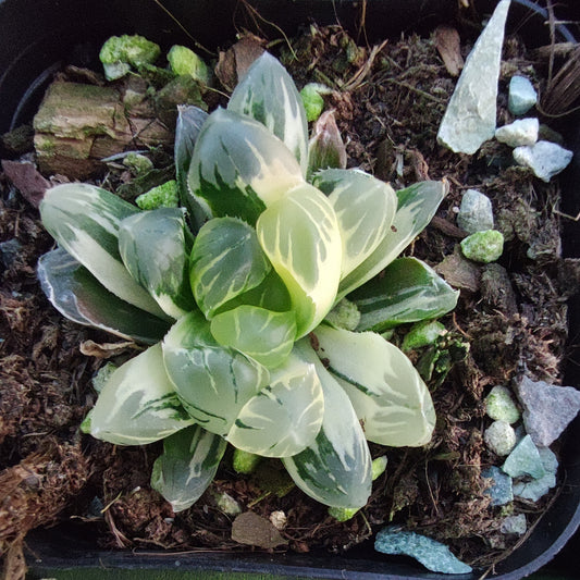 19928 ハオルチア  ナイトダンス錦（6.5cm pot）