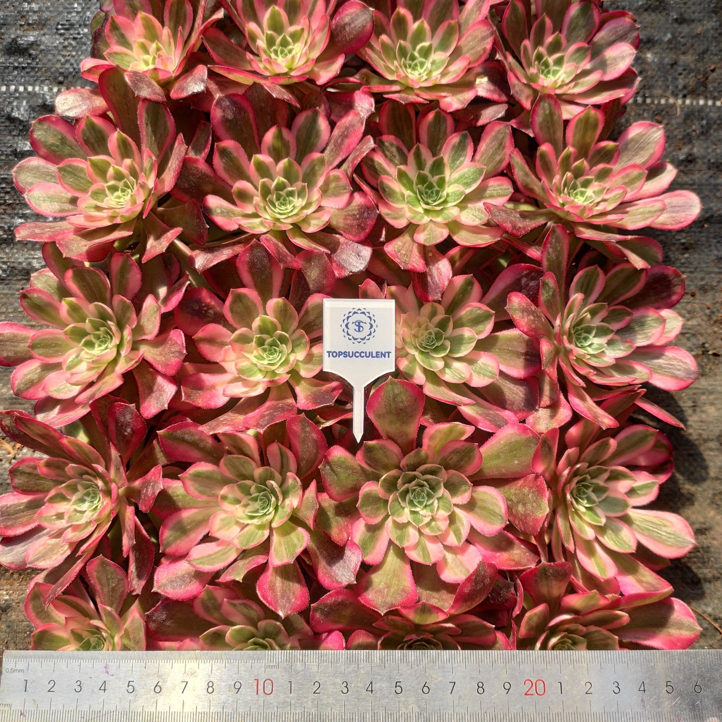 24614 ピーコック　フェザーズ