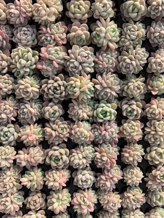 25447 クリームビューティー