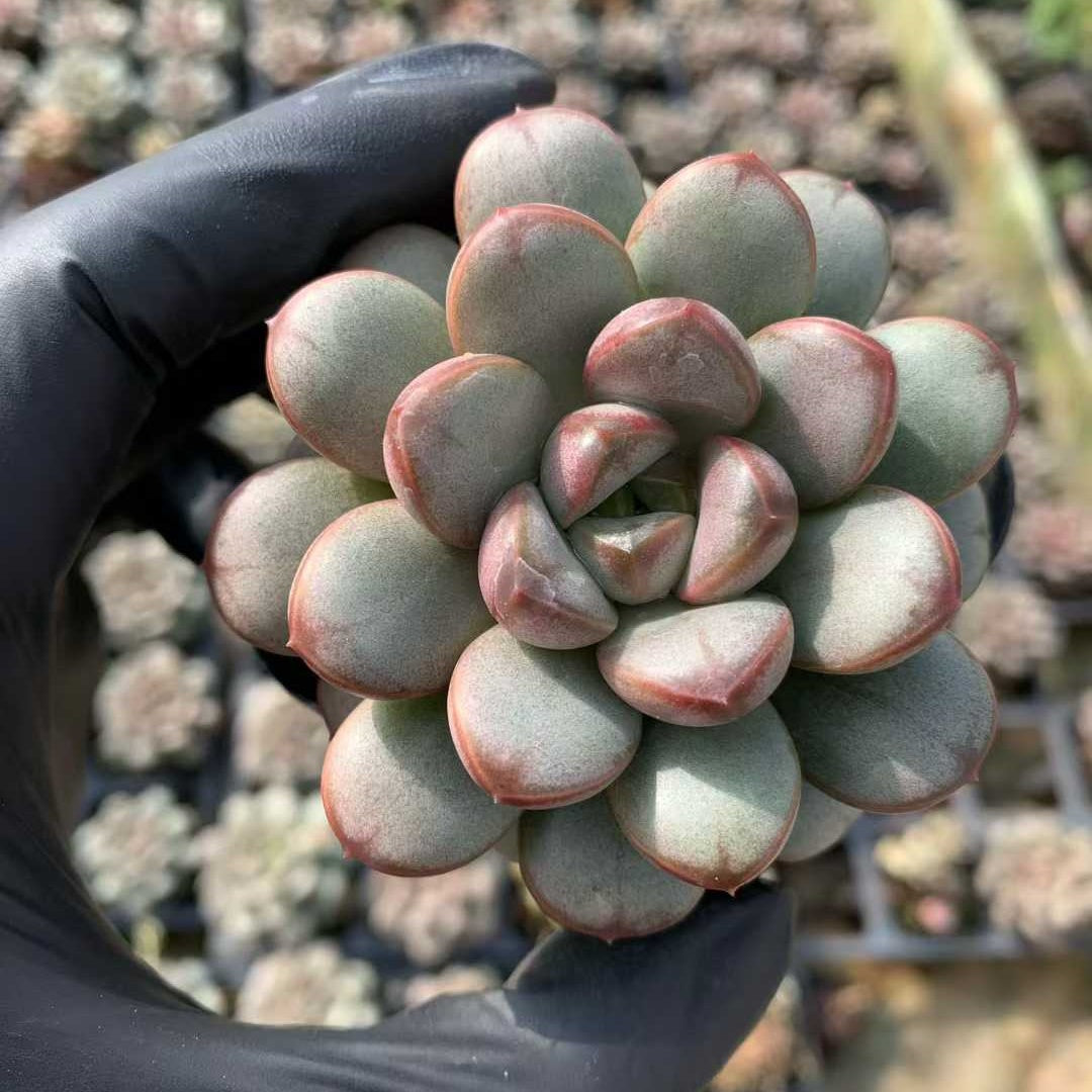 19010 アメトルム