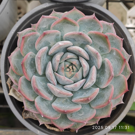 NGN288 パイレーツ/海賊（12cm pot）