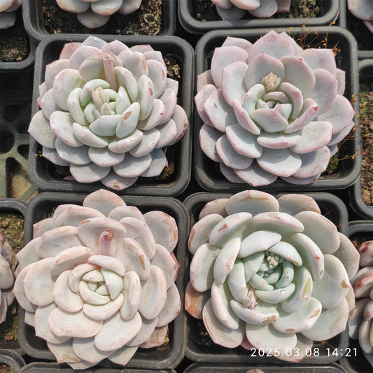 NGN556 モンロー x ミルクティー （9cm pot）