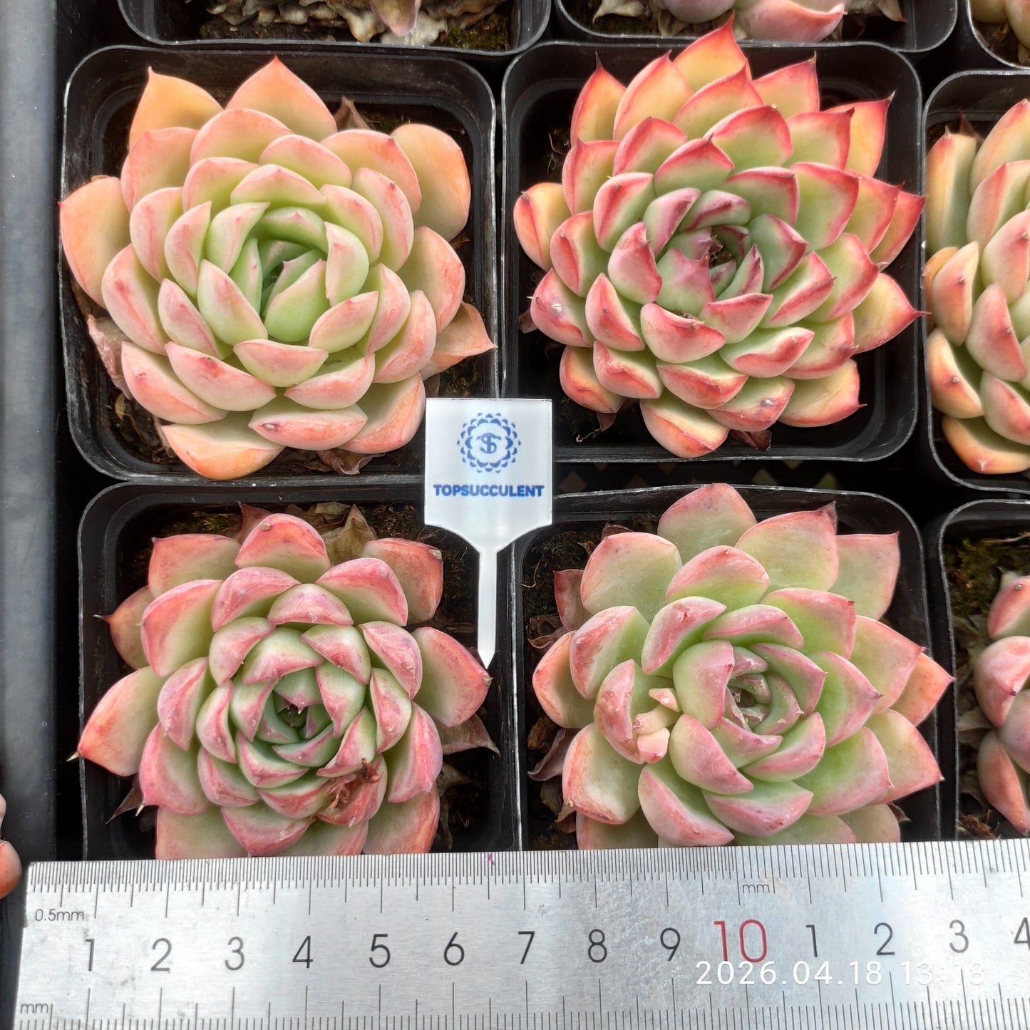 25983 レッド　ウォーブラー