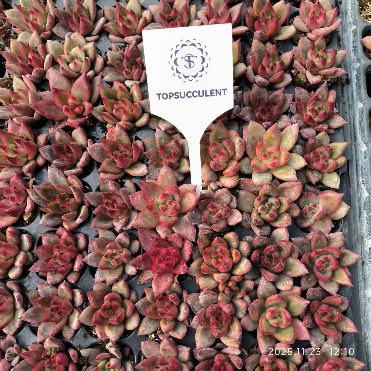 22407 ロカ（3cm pot）（ポット苗）