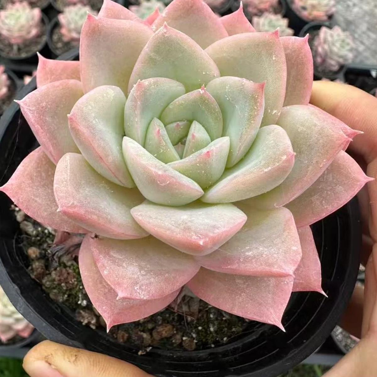 22632  チーズ　ミルク　ティー（8cm pot）