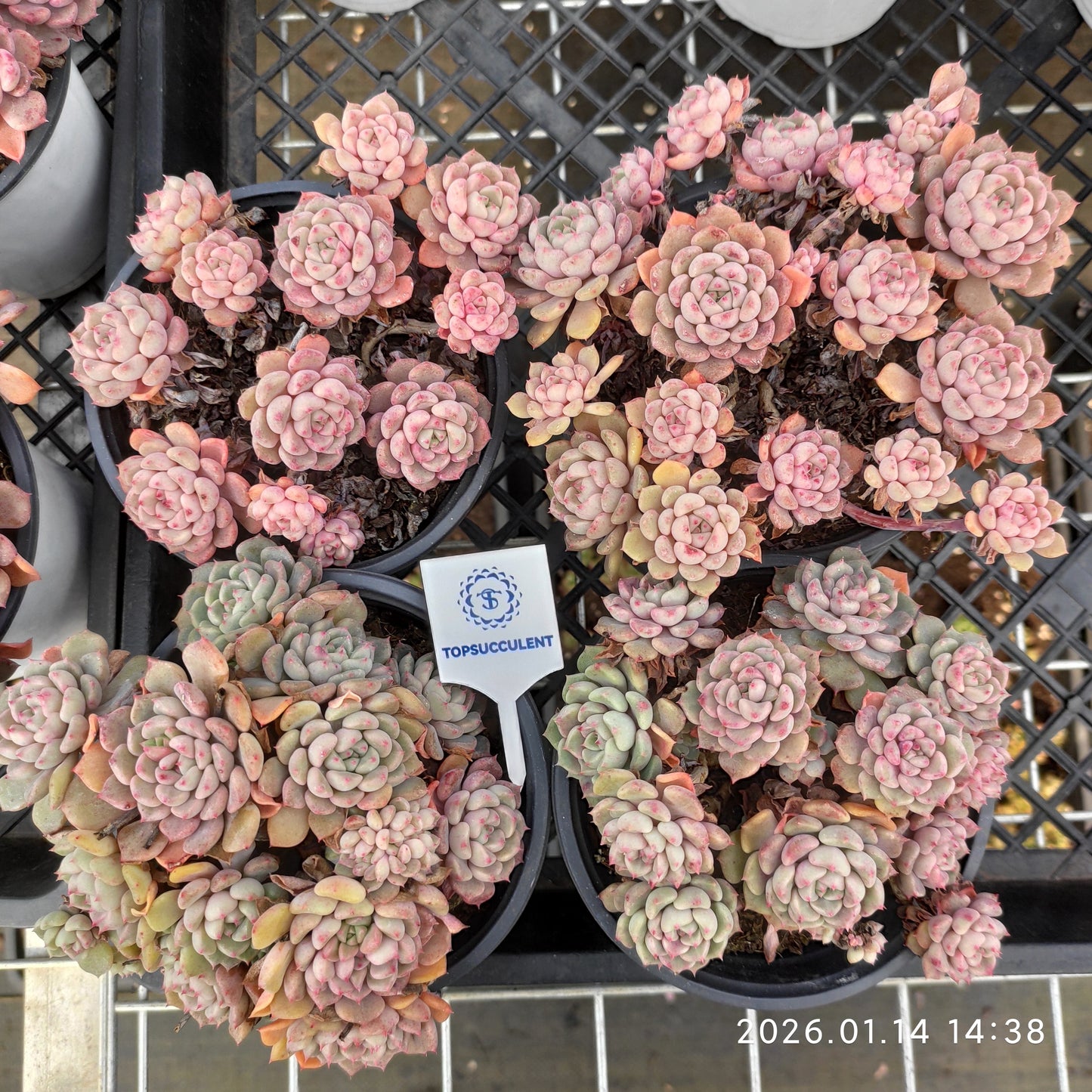 22450 キュートバブル