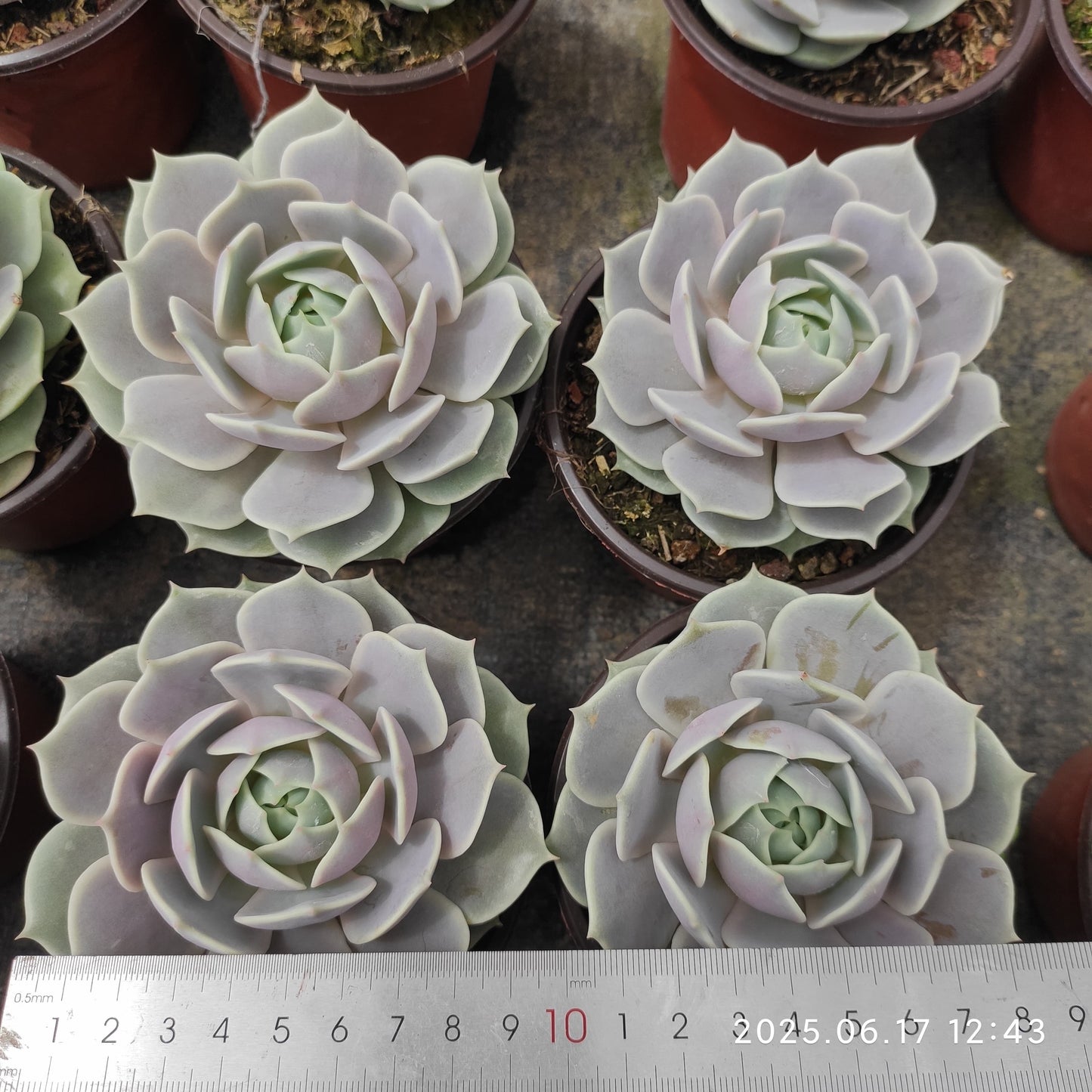 GDX011 ローラ（11cm pot）
