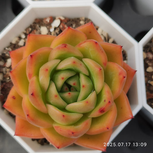 WWA394 シャンパンHyb（7cm pot）