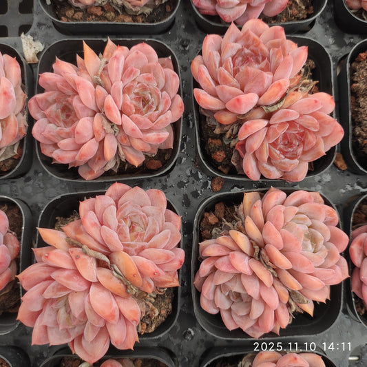 22592  キャンディー　ハートHyb（6.5cm pot）