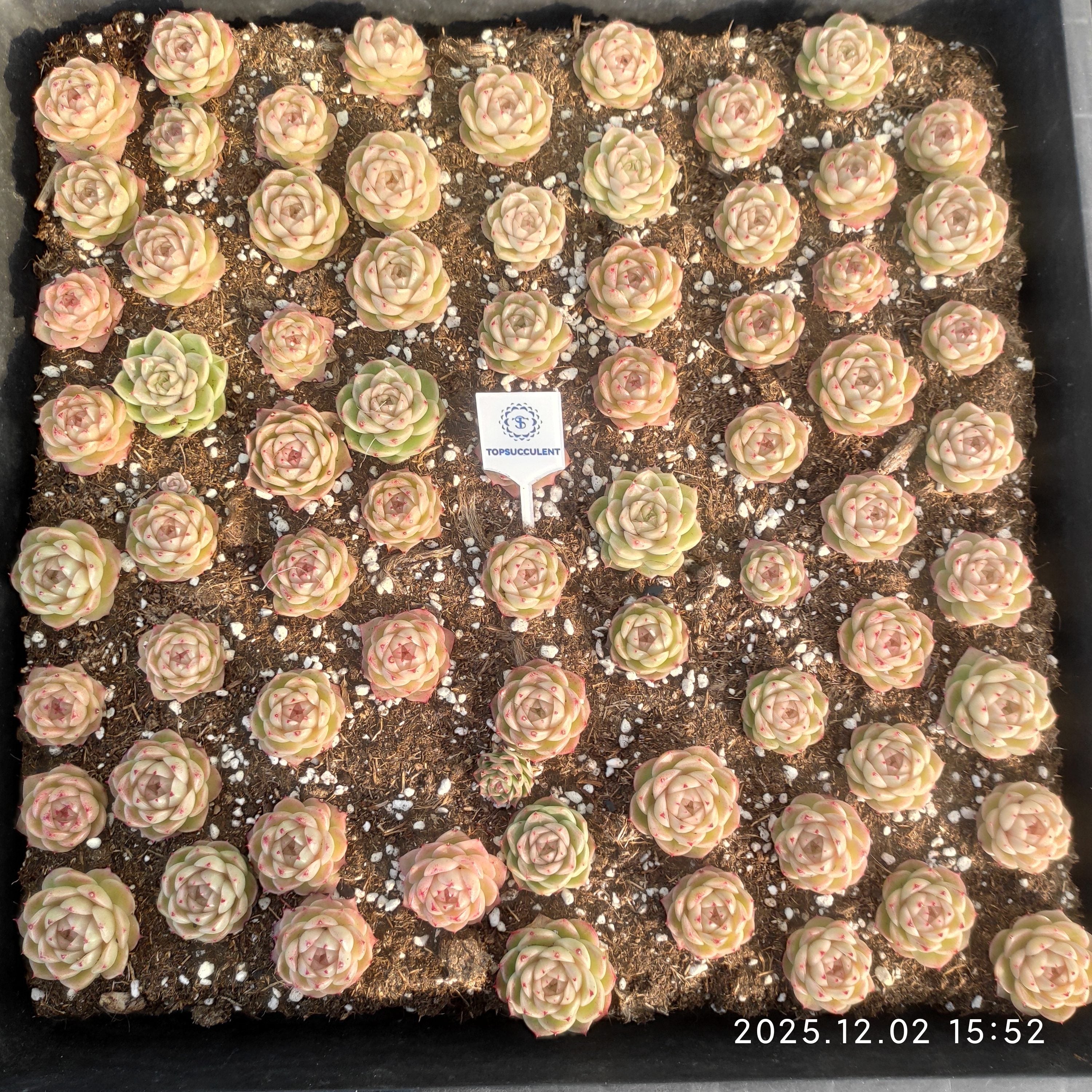 エケベリア トレー苗 – Top Succulent®