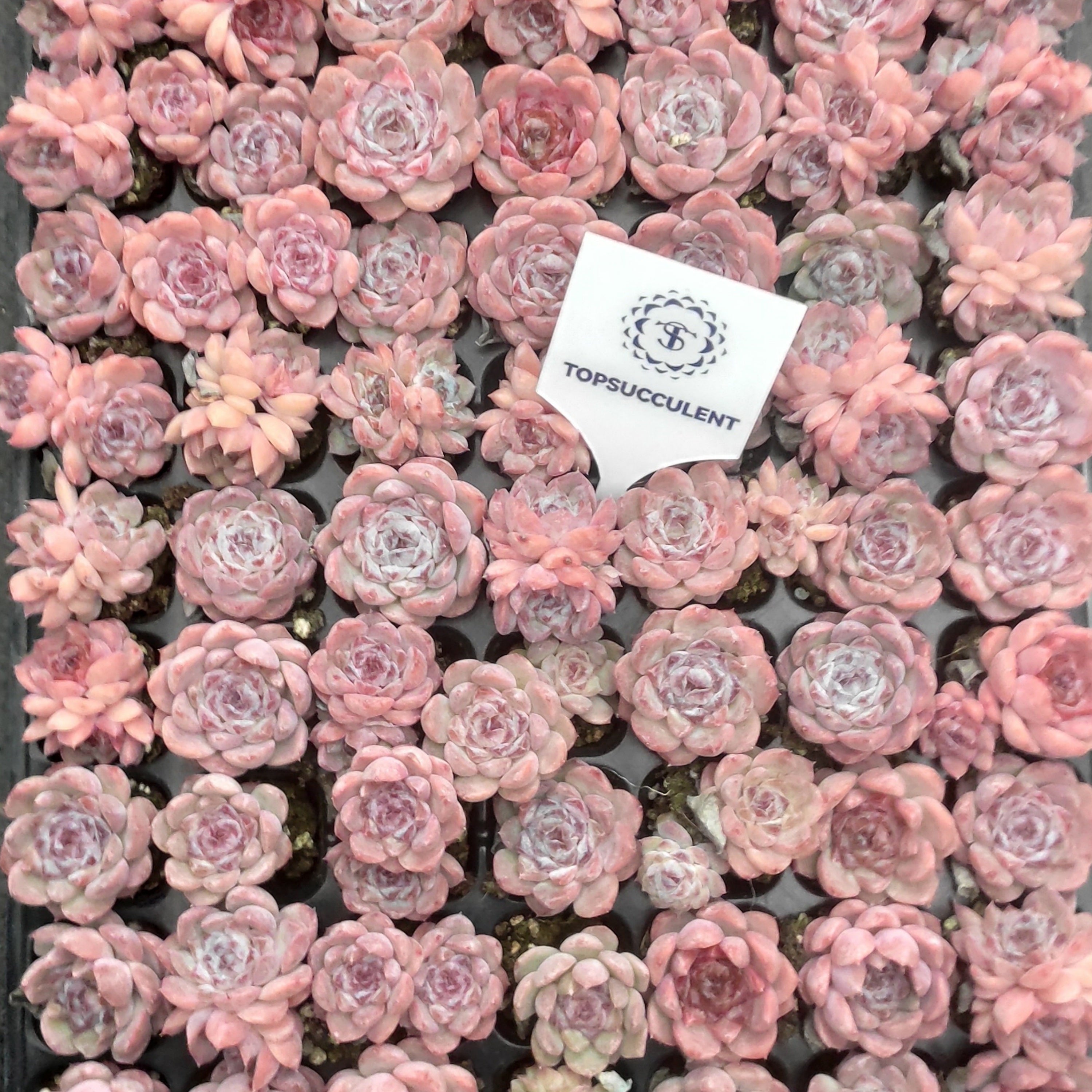 プラグトレー苗 20260326 – Top Succulent®