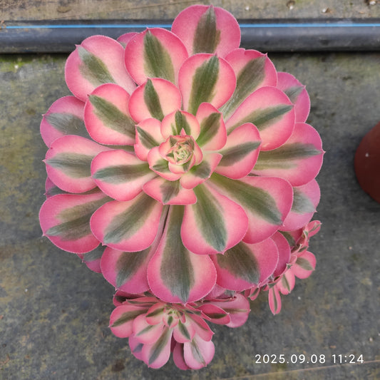 GDX013 アエオニウム　ウィッチ（18cm pot）
