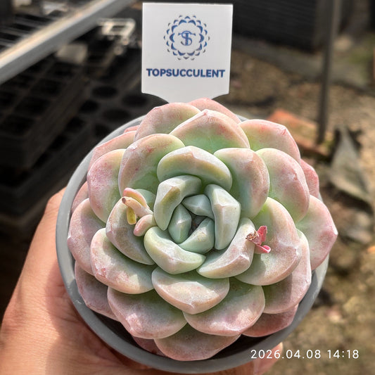 17454 アイスグリーン