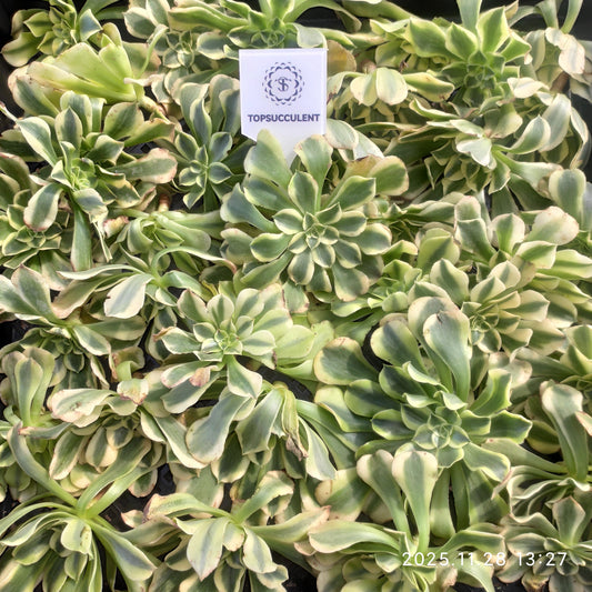 22692 アエオニウム グリーンビーンペースト（カット苗）（13cm pot）