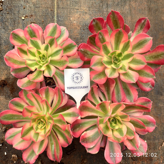 19349 アエオニウム　ウィッチ（12cm pot）