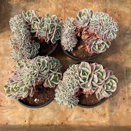 360665 インブリカータ錦綴化