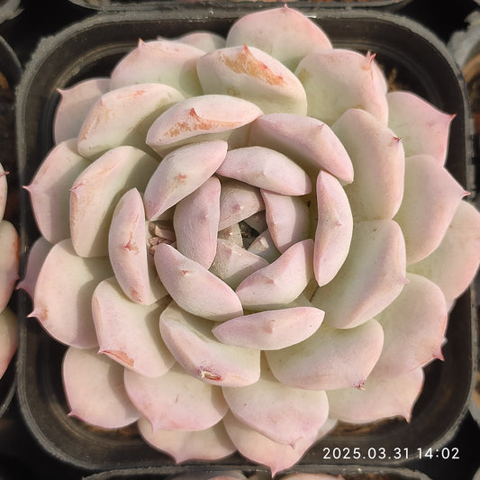 DWZ185 エレガンス x スリョン（睡蓮） (6cm pot)