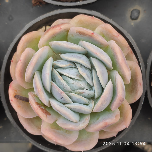 20789 ポトシナ（9cm pot）