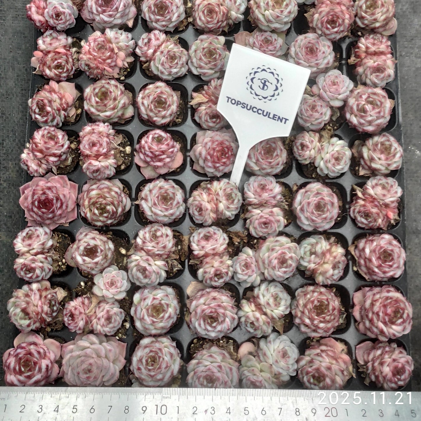 22123  レッドベルベット（3cm pot）（ポット苗）