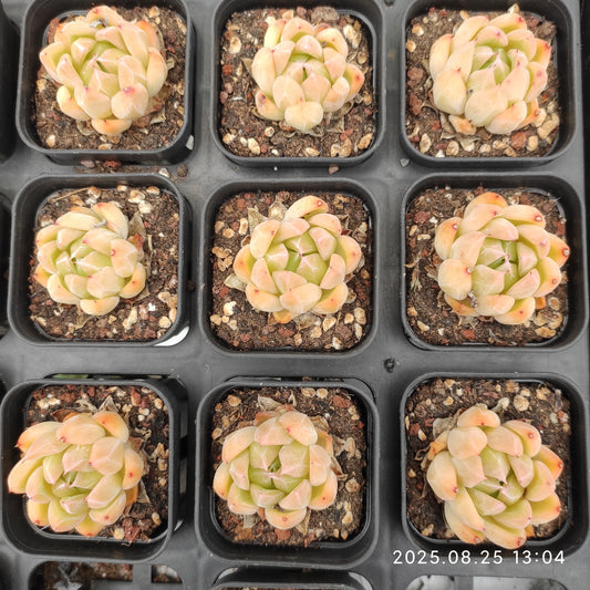 WWA299 アイス　マウンティン (5.5cm pot)