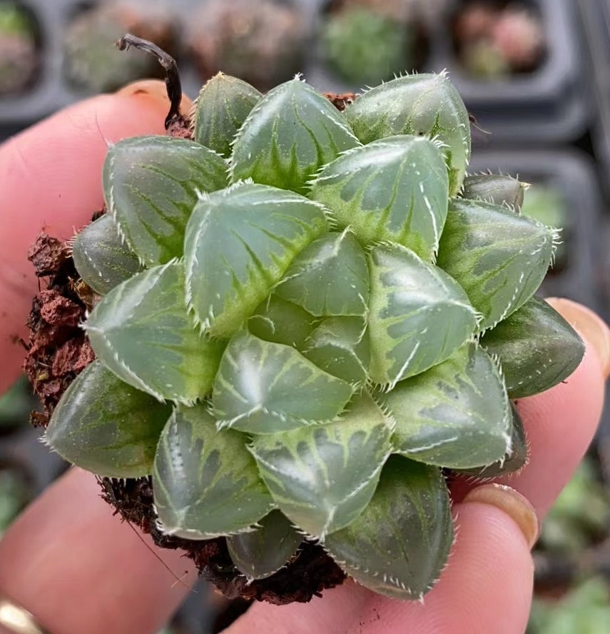 ハオルチア プラグトレー苗 – Top Succulent®