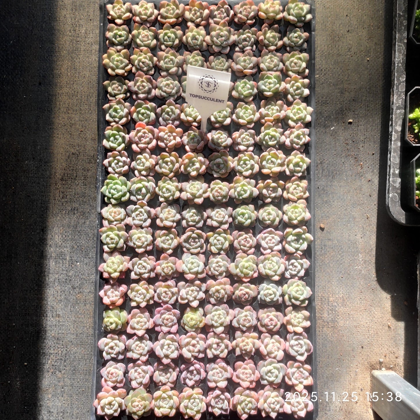 220511 アイスハート ジェニー（3cm pot）（ポット苗）