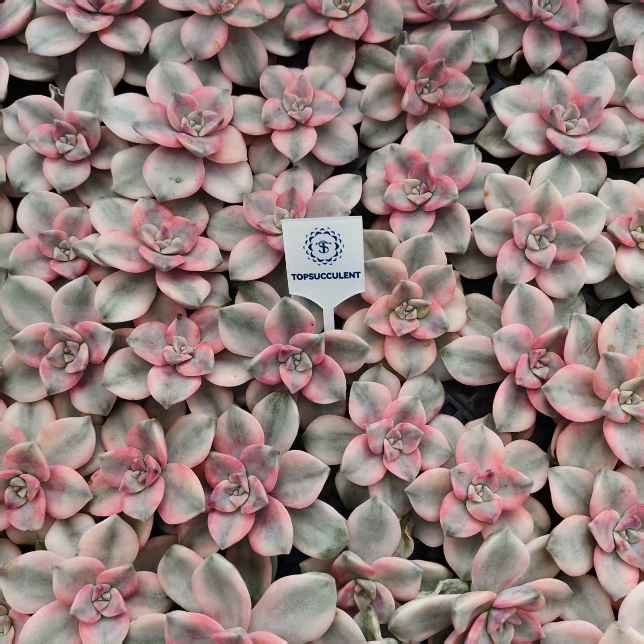 数量限定の新商品 – Top Succulent®