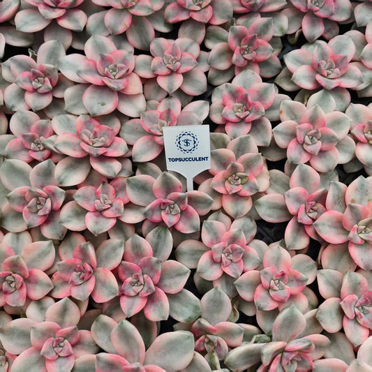 23023 スノーホワイト錦（カット苗）