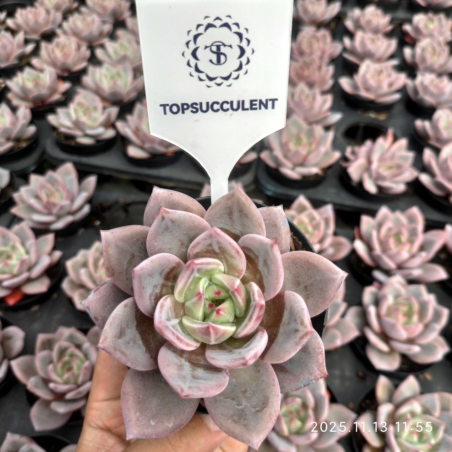 20842 シャンペーン（9cm pot）