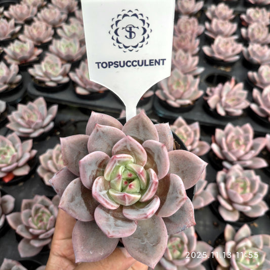 20842 シャンペーン（9cm pot）